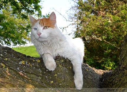Oscar the cat, of Wingrave, Buckinghamshire