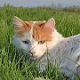 Oscar the ASBO cat, Wingrave, Buckinghamshire
