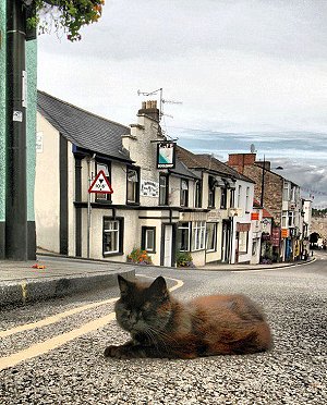 Alfie the Chepstow Cat, at the bottom of Steep Street