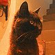 Alfie the Chepstow cat