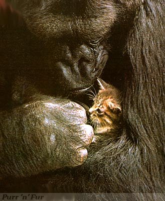 Koko the gorilla cradling her pet kitten All Ball