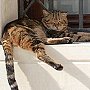 Venetian stray cat