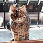 Neno, at one time thought to be the oldest cat in Venice, aged 22 in 2000