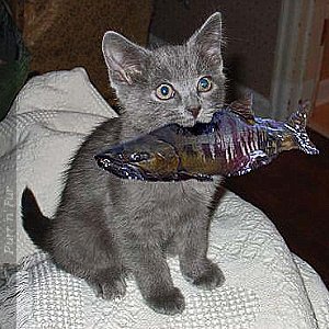 Fishing cat Chumski