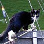 Fishing cat Molly Mae