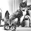 Cats Oskar and Klaus