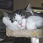 Anakin the two-legged cat, sleeping on his condo