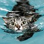 Mog the cat in the hydrotherapy pool
