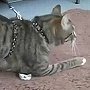 Mog the cat learned to walk on his elbows