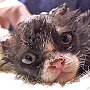 Justin the burned kitten at Crown Veterinary Specialists, Lebanon, NJ
