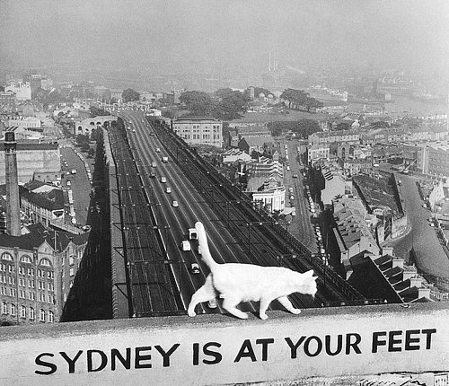 White cat, Pylon Lookout, Sydney Harbour Bridge, Australia, 1950s