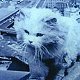 Image of white cat on display at Pylon Lookout museum, Sydney Harbour Bridge, Australia - click to enlarge