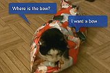 How to Wrap a Cat for Christmas - video